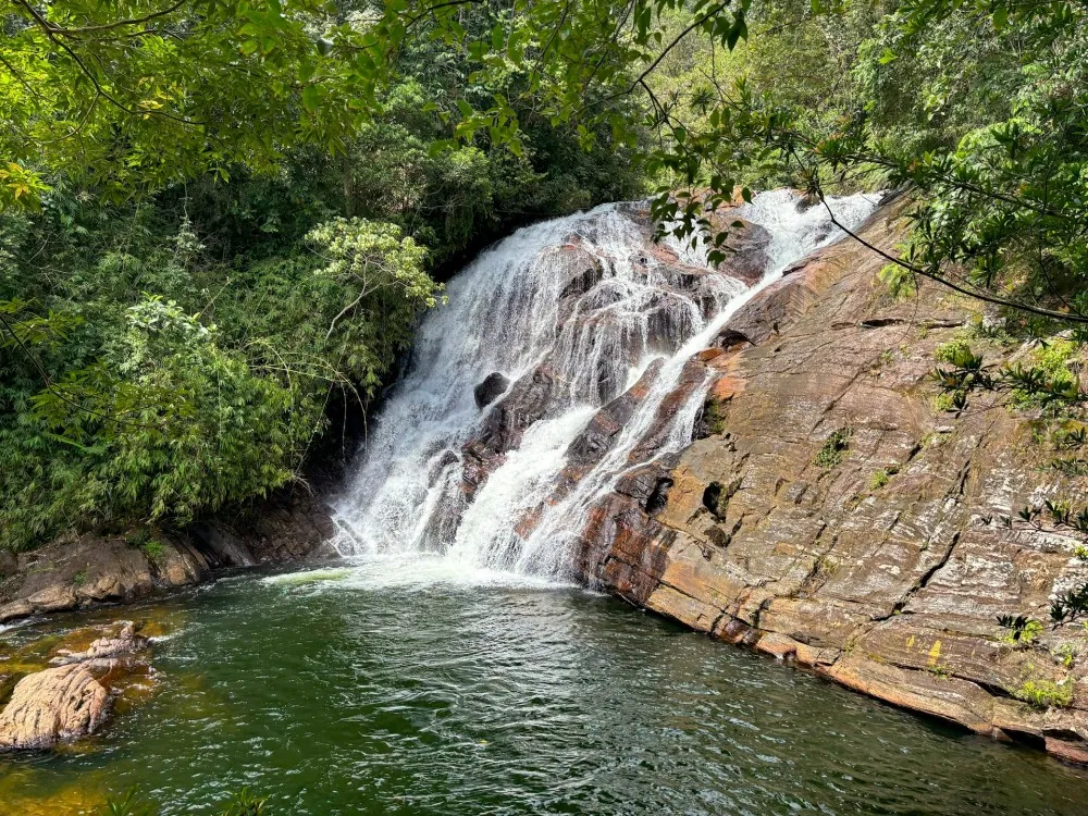 Kanneliya Rainforest