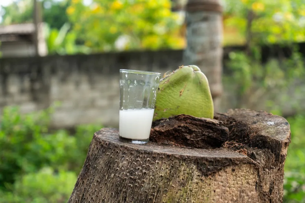 Coconut plantations & toddy tasting with a local tapper