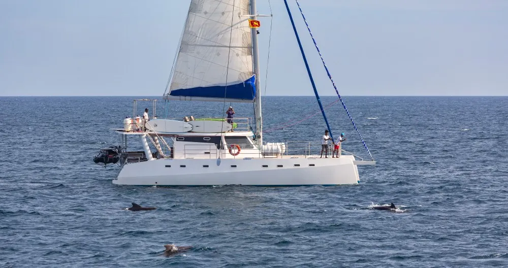 Whale watching on aboard a catamaran