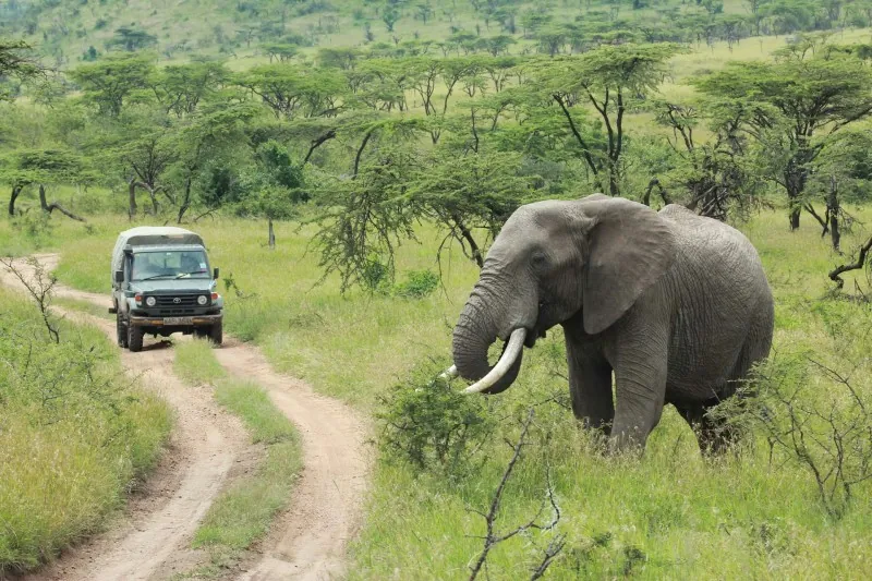 Wildlife Safari